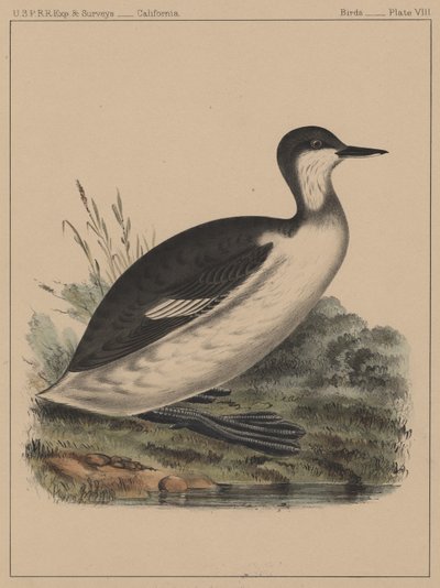 Aves, lámina VIII, 1855 de American School